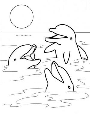 游泳的海豚