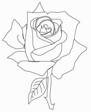 玫瑰花的用途简笔画