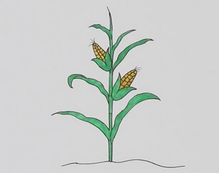 玉米树怎么画简笔画简单又好看