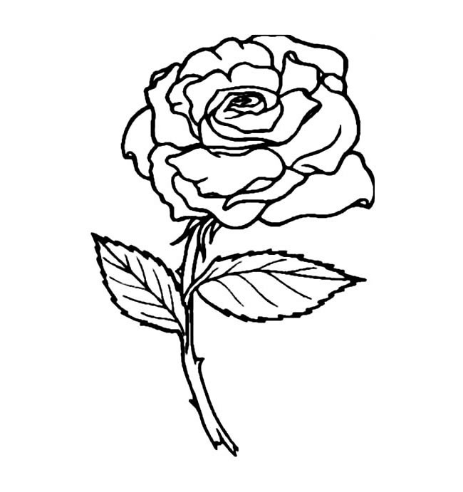 玫瑰花简笔铅笔画图片