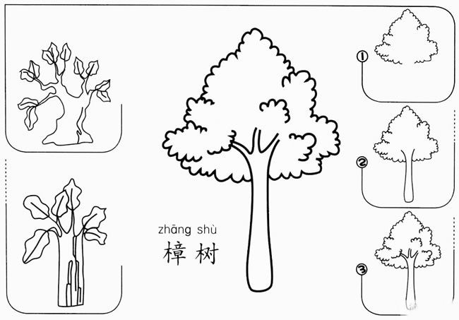 【樟树怎么画】樟树简单画怎么画 香樟树简笔画步骤图