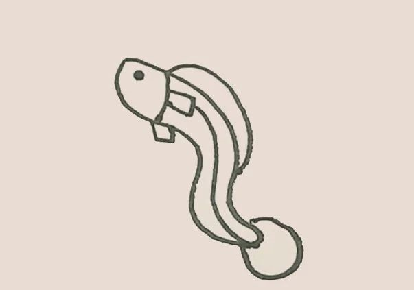 鳗鱼怎么画简笔画图片
