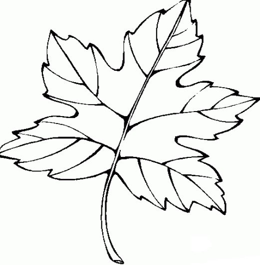 秋天的枫叶儿童简笔画图片