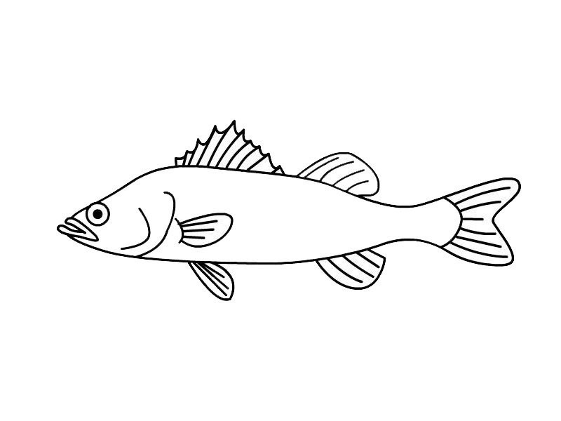 清蒸鲈鱼的简笔画图片
