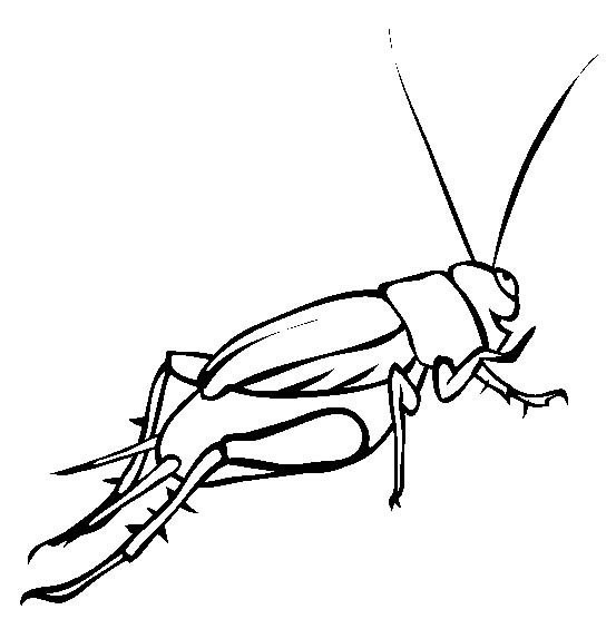 蟋蟀的样子 简笔画图片