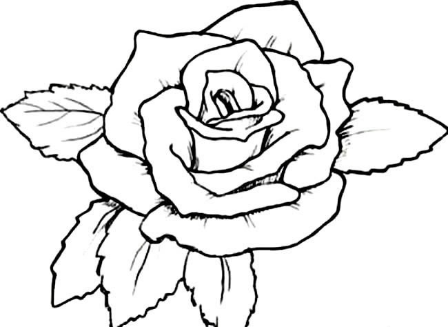 玫瑰花植物花简笔画步骤图片大全