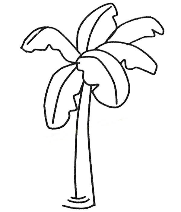 芭蕉树简笔画儿童画图片