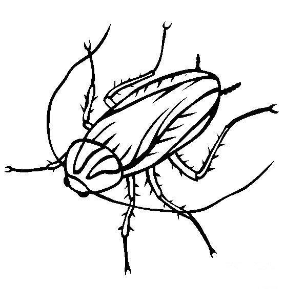 海蟑螂简笔画图片
