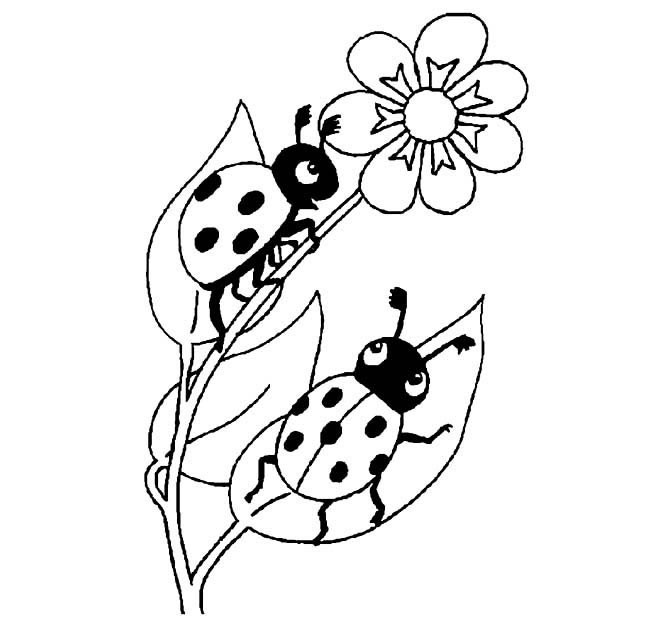 七星瓢虫简笔画两只爬在花上的七星瓢虫简笔画图片