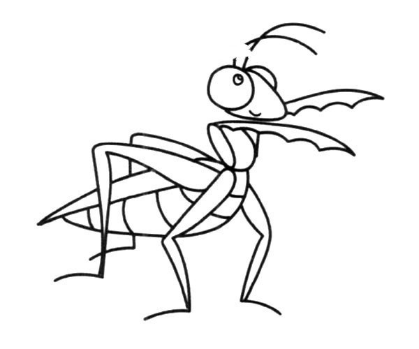 昆虫记螳螂 简笔画图片