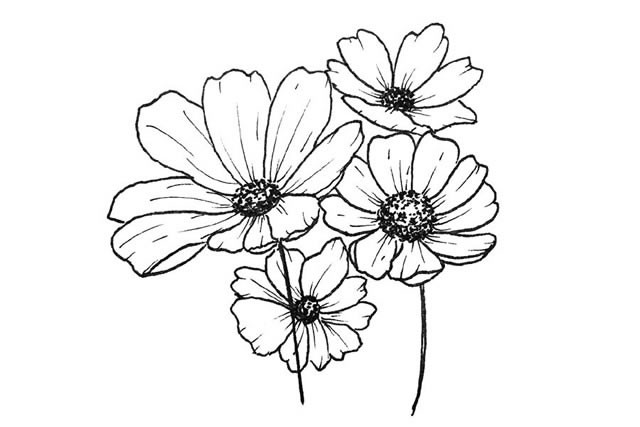 手绘黑白花朵简笔画图片