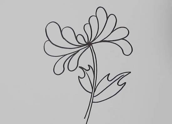 黄金菊的简笔画图片