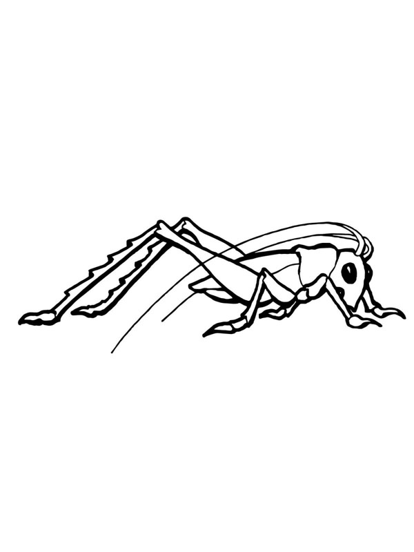 蚂蚱简笔画 简单图片
