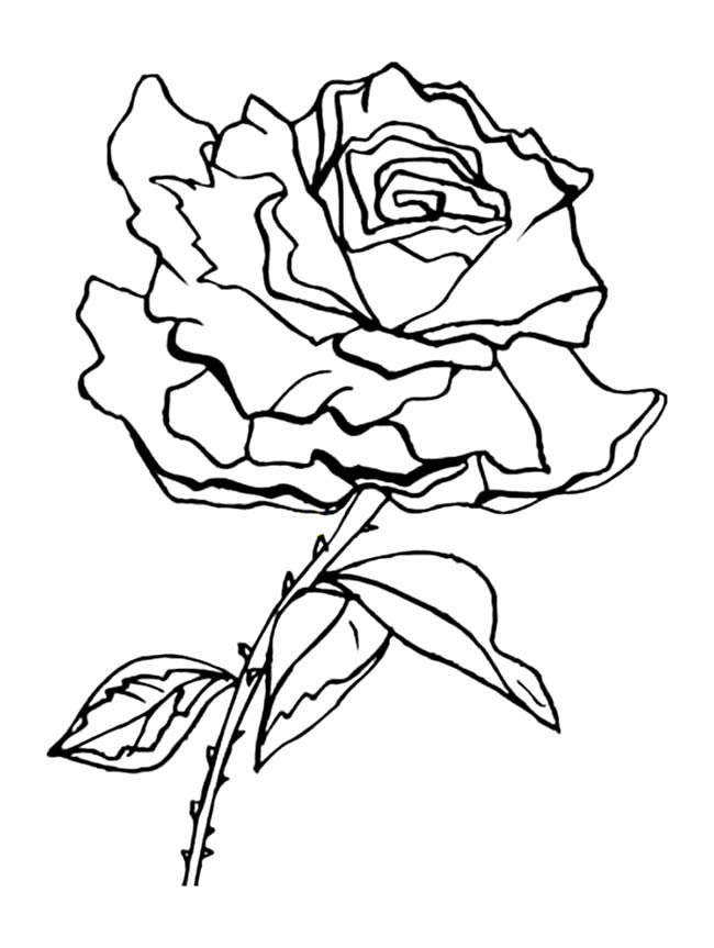 玫瑰花植物花简笔画步骤图片大全三