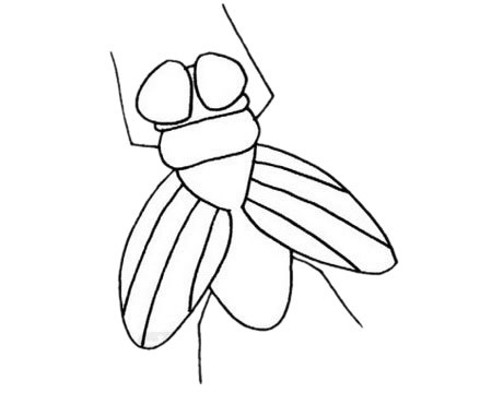 小苍蝇简笔画 可爱图片