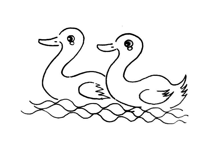鸭子卡通画两只图片