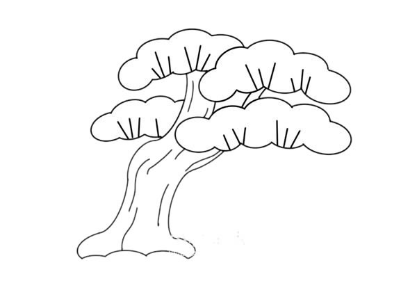 彩色松树简笔画画法步骤图片