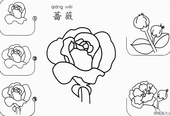 蔷薇花怎么画简笔画步骤图片 蔷薇花素描画法分解