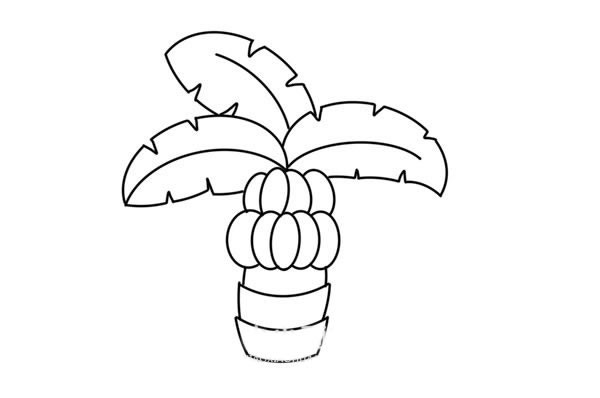 香蕉树画法图片