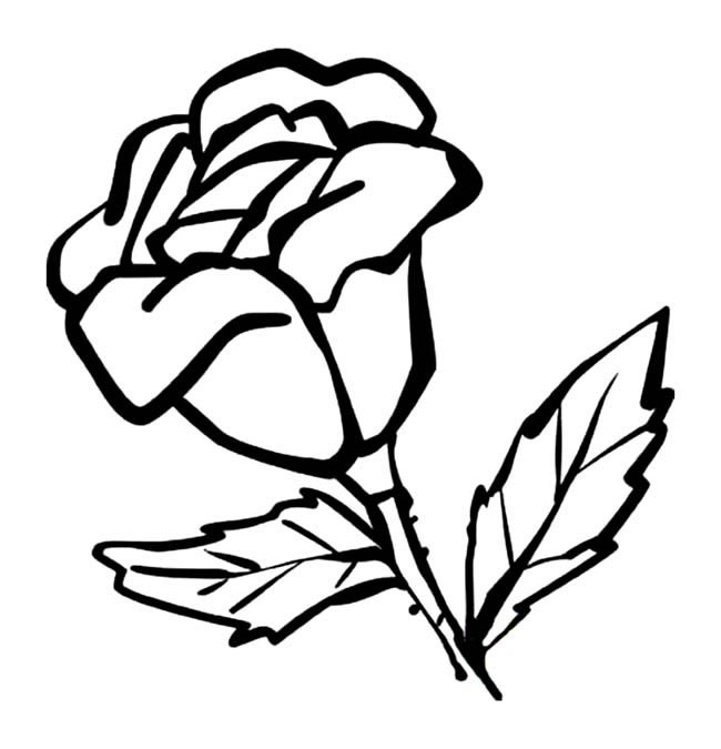 中性笔画玫瑰图片
