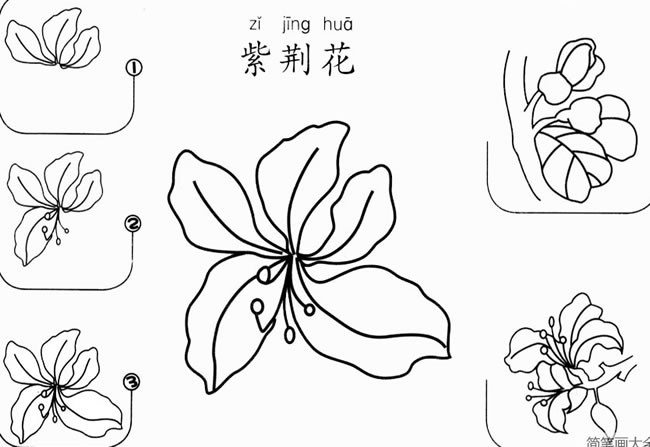 紫荆花怎么画简单步骤图解