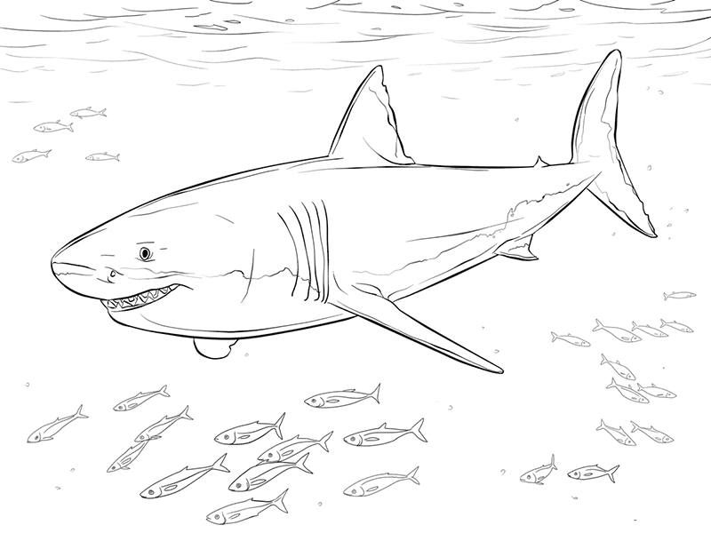 大白鲨怎么画 画家图片