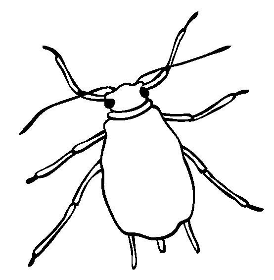 蚜虫简笔画图片