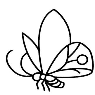 蝴蝶成虫图片 简笔画图片