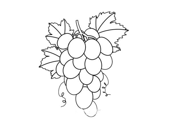 葡萄的简笔画画法图片