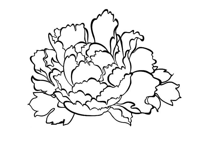 牡丹花的简笔画花瓣图片