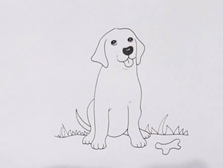 拉布拉多犬怎么画简笔画步骤图解