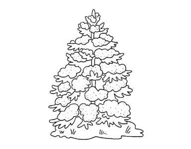 松树简笔画 有雪图片