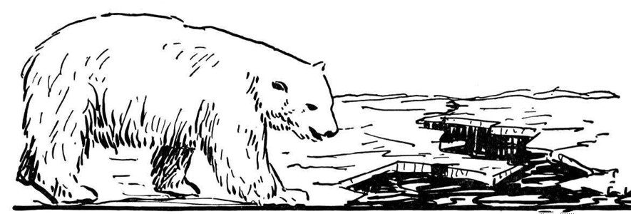 北极熊在海滩散步