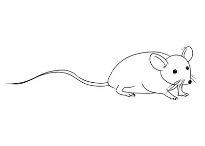 长尾鼠简笔画图片