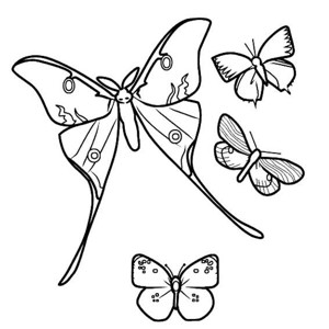 蝴蝶种类简笔画图片
