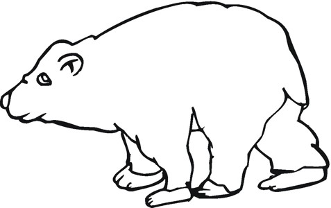棕熊简笔画画法