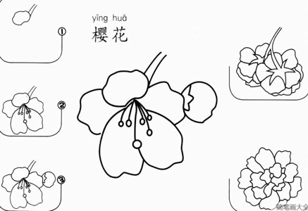 紫荆花简笔画步骤图片
