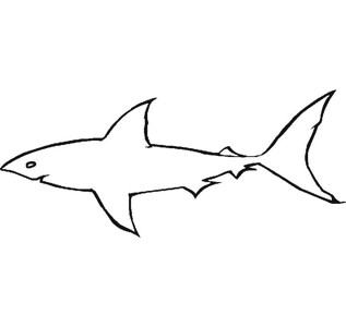 幼儿园教小朋友画大白鲨