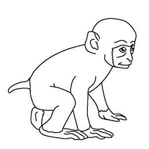 动物简笔画 小猴子简笔画图片