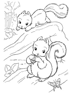 松树和松鼠的图画图片