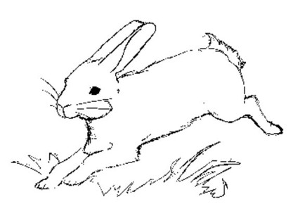 兔子逃跑简笔画图片