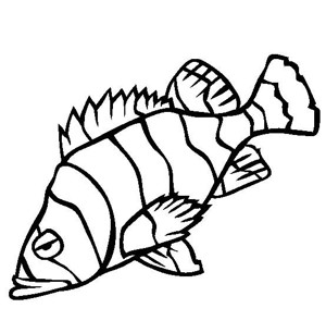 石斑鱼简笔画 简单图片
