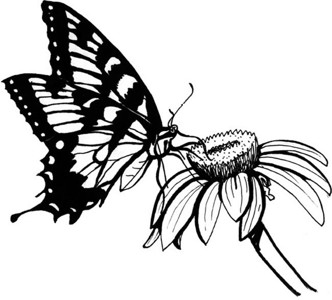 采花的蝴蝶简笔画 采花的蝴蝶简笔画步骤图片大全