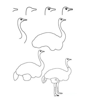 鸵鸟的简笔画画法步骤：怎么画鸵鸟