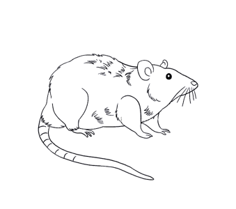 可恶的老鼠简笔画