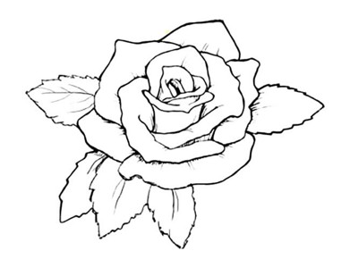 玫瑰花植物简笔画