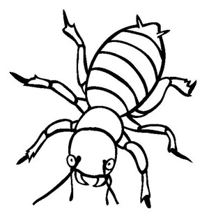 昆虫图片 马铃薯甲虫简笔画图片
