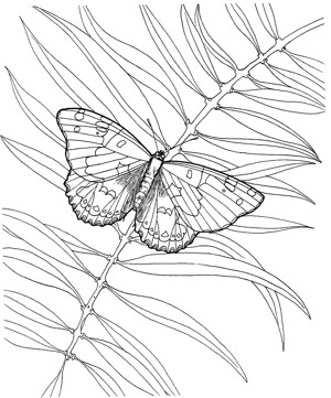 蝴蝶和植物简笔画