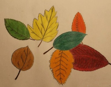 秋天的树叶图片儿童画