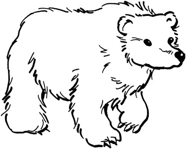 棕熊简笔画图片